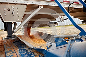 Semi trailer being offloaded of its fresh maize