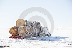 Semi truck loaded with round straw bales