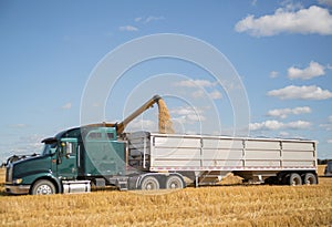 Semi truck parked and being loaded with grain