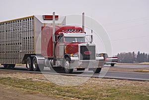 Semi truck pulling a livestock trailer photo