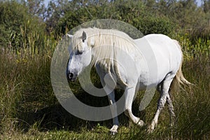 Semi-wild Camargue horse