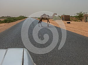 Semi-wild camel running across an asphalted road