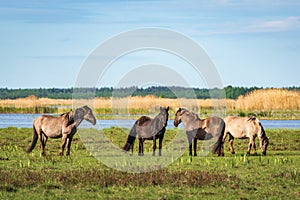 Semi-wild herd of horses Konik Polski grazing in the lakeside meadows photo