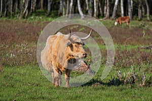 Semi-wild Highland cow grazing in the lakeside meadows on sunny spring day