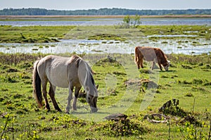 Semi-wild horse Polski konik and Hereford cow calf grazing in the lakeside meadows