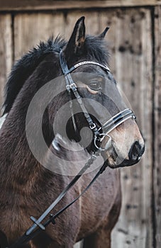 Semi wild konik horse - Polish pony.