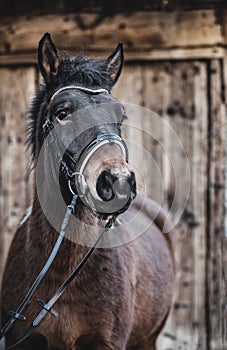 Semi wild konik horse - Polish pony.