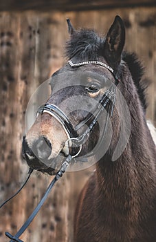 Semi wild konik horse - Polish pony.