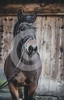 Semi wild konik horse - Polish pony.