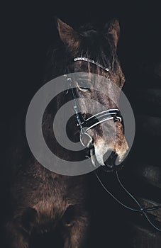 Semi wild konik horse - Polish pony.