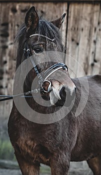 Semi wild konik horse - Polish pony.