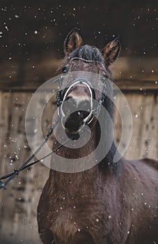 Semi wild konik horse - Polish pony.