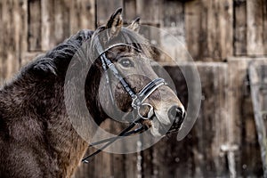 Semi wild konik horse - Polish pony.