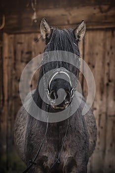 Semi wild konik horse - Polish pony.