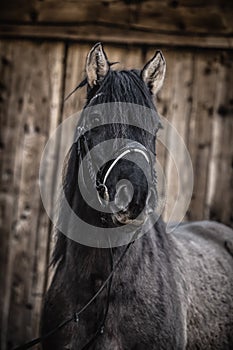 Semi wild konik horse - Polish pony.