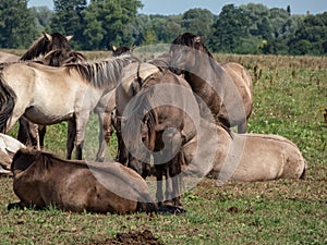 Semi-wild Polish Konik horses spending time together in a floodland meadow with green vegetation in summer. Wild