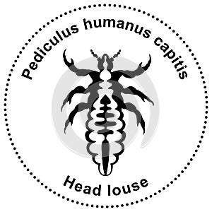 Semiabstract figure of a head louse Pediculus humanus capitis