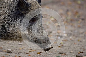 Semiadult boar (sus scrofa)