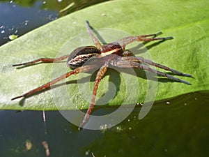 The semiaquatic raft spider hunter Dolomedes fimbriatus