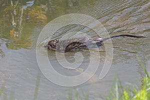 Semiaquatic rodent muskrat