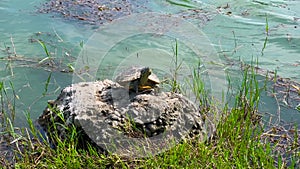 Semiaquatic turtle, pond slider on a stone on the shore of lake