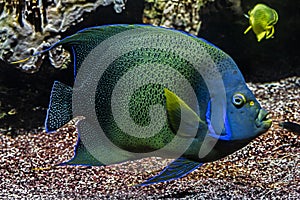 Semicircle angelfish 4