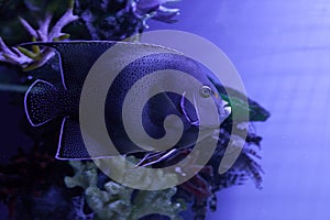 Semicircle angelfish among algae