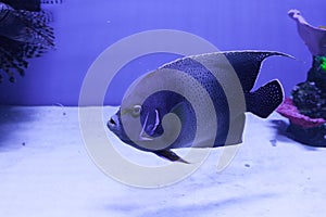 Semicircle angelfish on the bottom