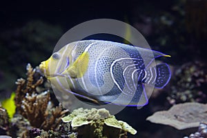 Semicircle angelfish (Pomacanthus semicirculatus)