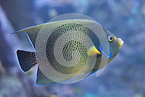 Semicircle angelfish Pomacanthus semicirculatus photo