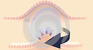 The semicircular canals have a dilated portion, or ampulla, that connects to the utricle