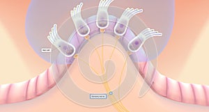 The semicircular canals have a dilated portion, or ampulla, that connects to the utricle