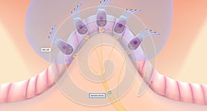 The semicircular canals have a dilated portion, or ampulla, that connects to the utricle