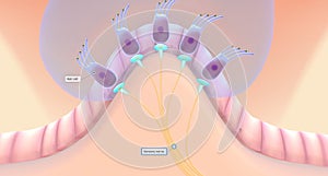 The semicircular canals have a dilated portion, or ampulla, that connects to the utricle