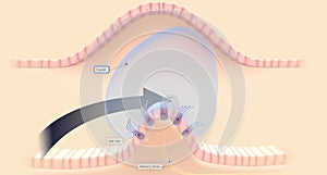 The semicircular canals have a dilated portion, or ampulla, that connects to the utricle photo