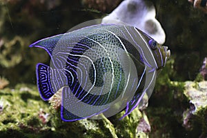 Semicirculatus angelfish