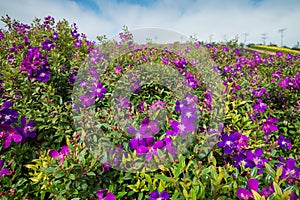 Semidecandra tibouchina