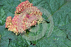 Semidesert Plant in Bloom