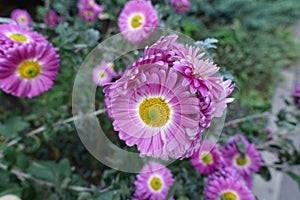 semidouble pink and white flowers of Chrysanthemums