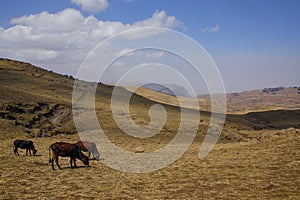 Semien - a mountain range in northern Ethiopia near Gondar - grazing cows -Africa