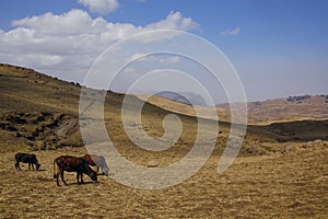 Semien - a mountain range in northern Ethiopia near Gondar - grazing cows -Africa photo