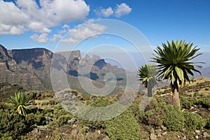 Semien Mountains view with Giant Lobelia (Lobelia rhynchopetalum) in foreground