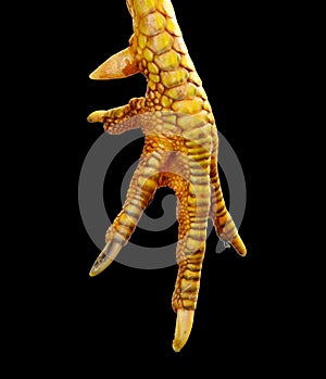 Semifinished raw chicken legs