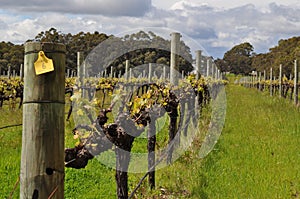 Semillion Grape vines Margaret River Western Australia