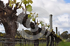 Semillion Grape vines Margaret River Western Australia