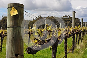 Semillion Grape vines Margaret River Western Australia