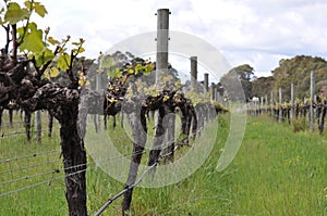 Semillion Grape vines Margaret River Western Australia