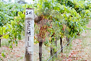 Semillon Grapevine in Yarra Valley Australia