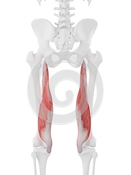 The Semimembranosus