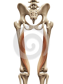 The semimembranosus